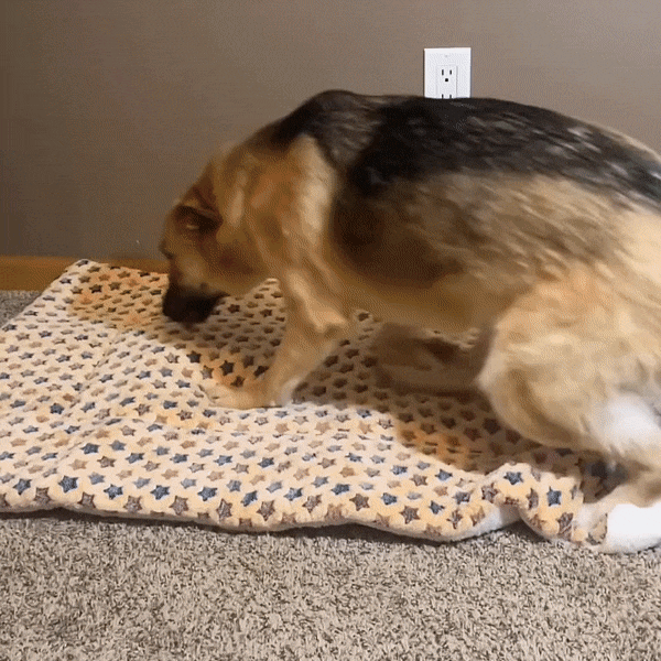 Dog Calming Bed